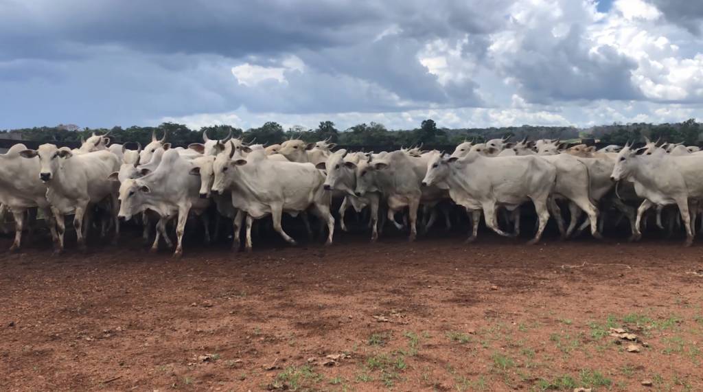 Hoje Boi Em Pauta Mulheres Na Lida Oferta 1 500 Animais De Corte